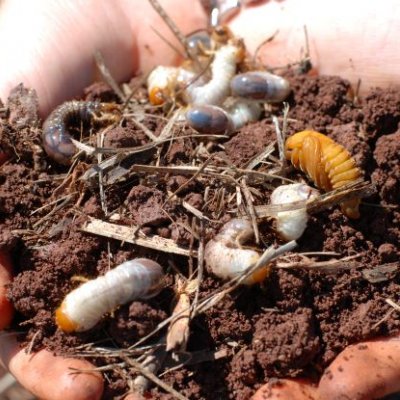 two hands holding some brown soil in which there are fat white grubs